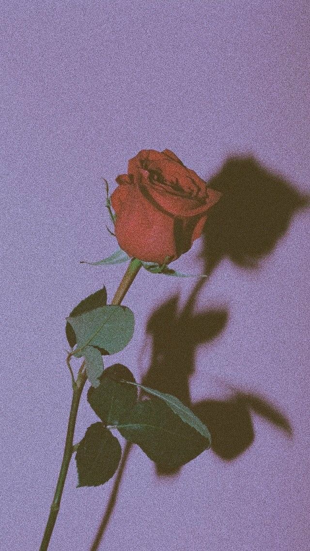 A single red rose against a dreamy purple backdrop